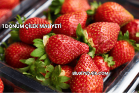 1 Dönüm Çilek Maliyeti