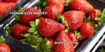 1 Dönüm Çilek Maliyeti