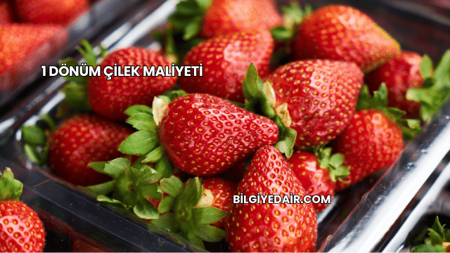 1 Dönüm Çilek Maliyeti