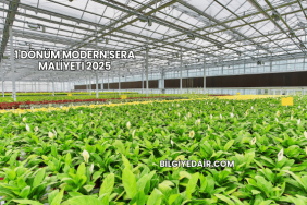 1 Dönüm Modern Sera Maliyeti 2025