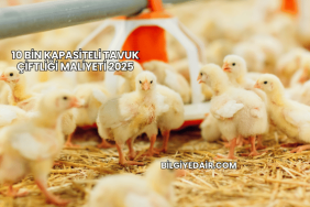 10 Bin Kapasiteli Tavuk Çiftliği Maliyeti 2025