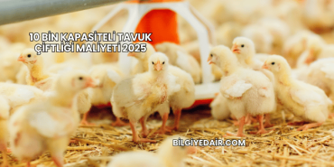 10 Bin Kapasiteli Tavuk Çiftliği Maliyeti 2025