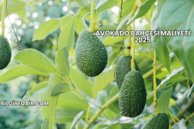 Avokado Bahçesi Maliyeti 2025