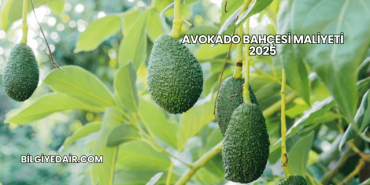 Avokado Bahçesi Maliyeti 2025
