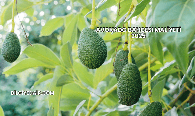 Avokado Bahçesi Maliyeti 2025