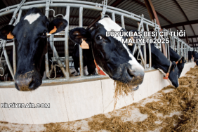 Büyükbaş Besi Çiftliği Maliyeti 2025