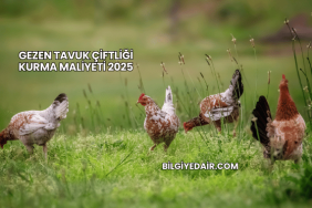 Gezen Tavuk Çiftliği Kurma Maliyeti 2025