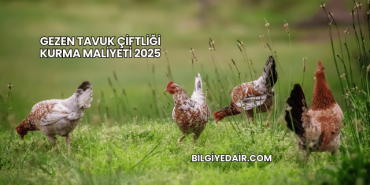 Gezen Tavuk Çiftliği Kurma Maliyeti 2025