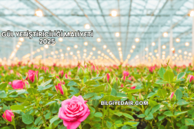 Gül Yetiştiriciliği Maliyeti 2025