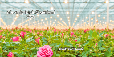 Gül Yetiştiriciliği Maliyeti 2025