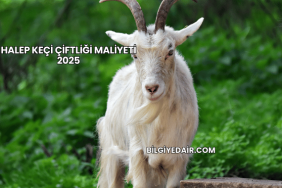 Halep Keçi Çiftliği Maliyeti 2025