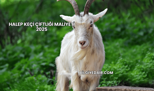 Halep Keçi Çiftliği Maliyeti 2025