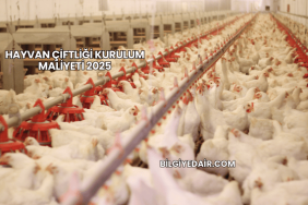 Hayvan Çiftliği Kurulum Maliyeti 2025