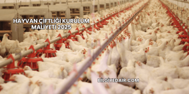Hayvan Çiftliği Kurulum Maliyeti 2025