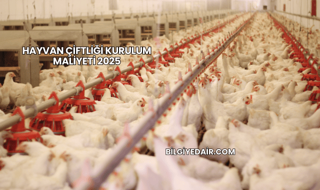 Hayvan Çiftliği Kurulum Maliyeti 2025