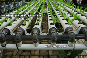 Hidroponik Sera Maliyeti 2025