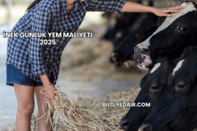 İnek Günlük Yem Maliyeti 2025