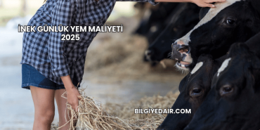 İnek Günlük Yem Maliyeti 2025