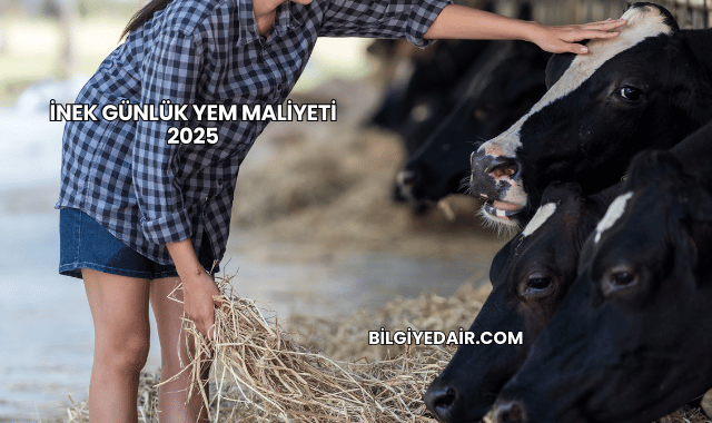 İnek Günlük Yem Maliyeti 2025