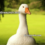 Kaz Çiftliği Maliyeti 2025