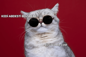 Kedi Abdesti Bozar mı?