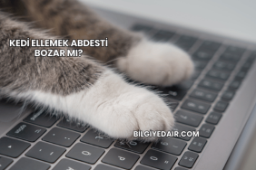 Kedi Ellemek Abdesti Bozar mı?