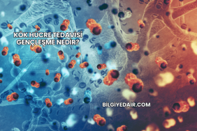 Kök Hücre Tedavisi Gençleşme Nedir?