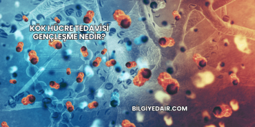 Kök Hücre Tedavisi Gençleşme Nedir?