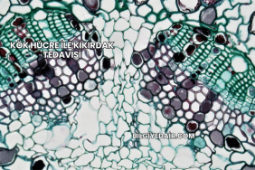 Kök Hücre ile Kıkırdak Tedavisi