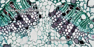 Kök Hücre ile Kıkırdak Tedavisi