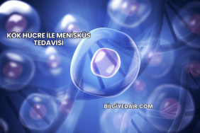 Kök Hücre ile Menisküs Tedavisi