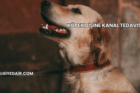 Köpek Dişine Kanal Tedavisi
