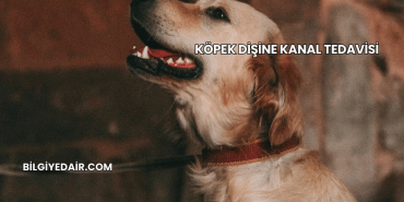 Köpek Dişine Kanal Tedavisi