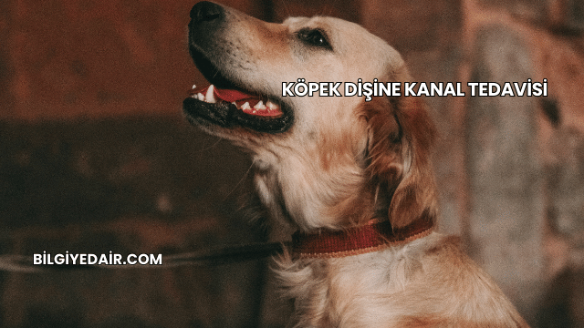 Köpek Dişine Kanal Tedavisi