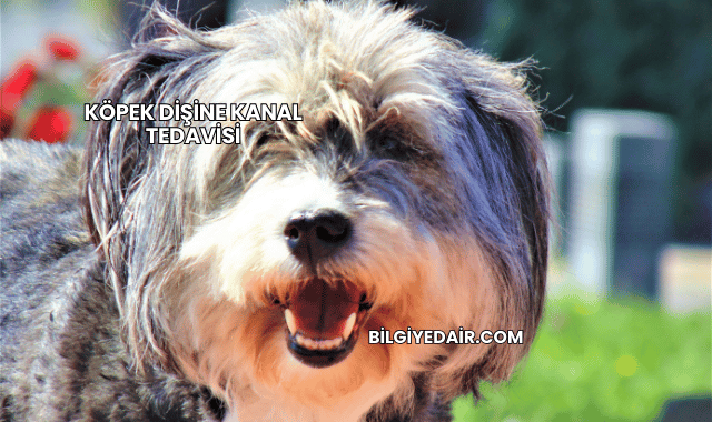 Köpek Dişine Kanal Tedavisi