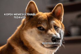 Köpek Memesi İltihabı Tedavisi