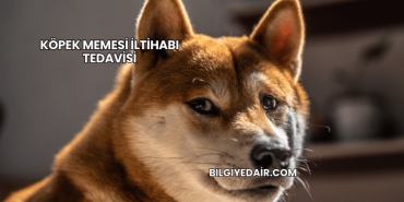 Köpek Memesi İltihabı Tedavisi