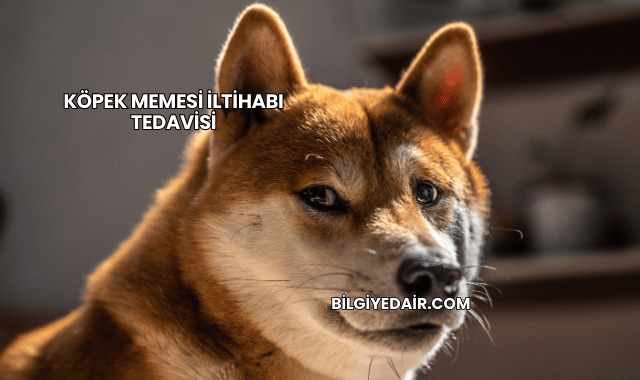 Köpek Memesi İltihabı Tedavisi