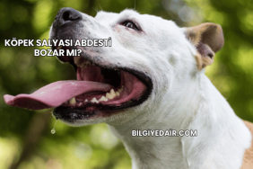 Köpek Salyası Abdesti Bozar mı?