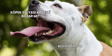 Köpek Salyası Abdesti Bozar mı?