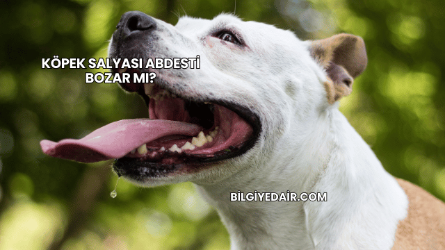 Köpek Salyası Abdesti Bozar mı?