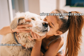 Köpek Sevmek Abdest Bozar mı?