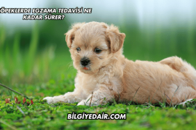 Köpeklerde Egzama Tedavisi Ne Kadar Sürer?