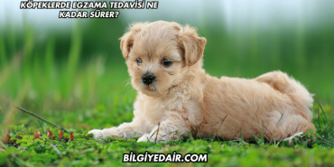 Köpeklerde Egzama Tedavisi Ne Kadar Sürer?