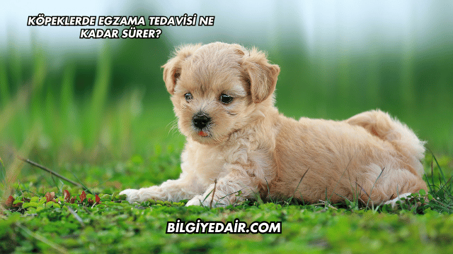 Köpeklerde Egzama Tedavisi Ne Kadar Sürer?