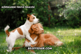 Köpeklerde Tenya Tedavisi