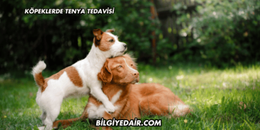 Köpeklerde Tenya Tedavisi