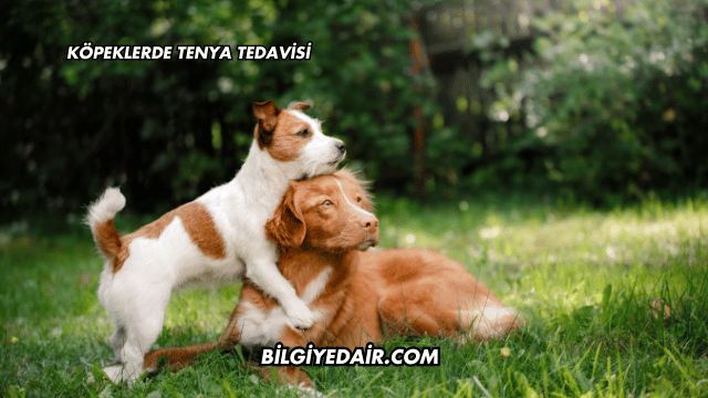 Köpeklerde Tenya Tedavisi