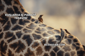 Kuşlarda İç Parazit Tedavisi