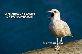 Kuşlarda Karaciğer Hastalığı Tedavisi